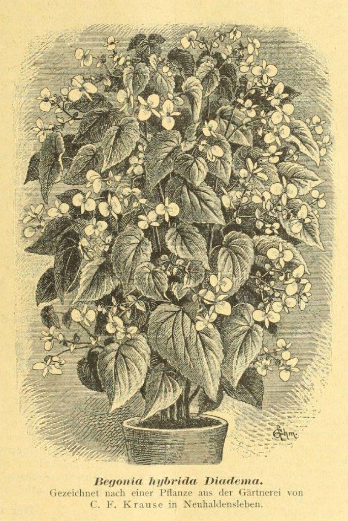 B. ‘Diadema’
